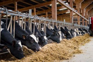 Foto: Kühe im Stall